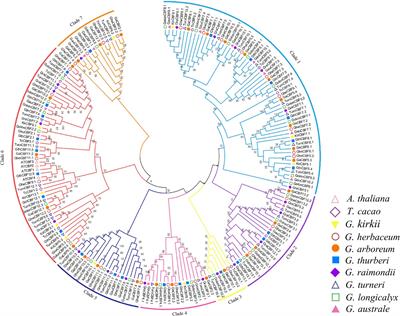 Functional Characterization of Cotton C-Repeat Binding Factor Genes Reveal Their Potential Role in Cold Stress Tolerance